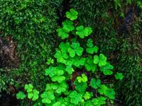 Kleeblatt Gruppe auf bemoostem Baumstamm